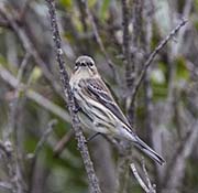 Picture/image of Yellow-rumped Myrtle Warbler