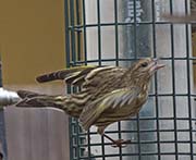 Picture/image of Pine Siskin