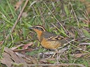 Picture/image of Varied Thrush