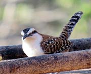 Picture/image of Rufous-naped Wren