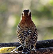 Picture/image of Rufous-naped Wren