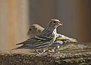 Picture/image of Pine Siskin