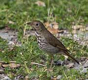 Picture/image of Hermit Thrush