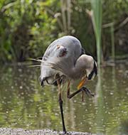 Picture/image of Great Blue Heron