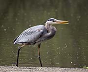 Picture/image of Great Blue Heron