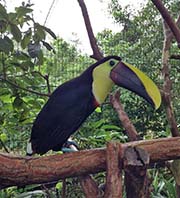 Picture/image of Yellow-throated Toucan