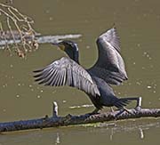 Picture/image of Double-crested Cormorant