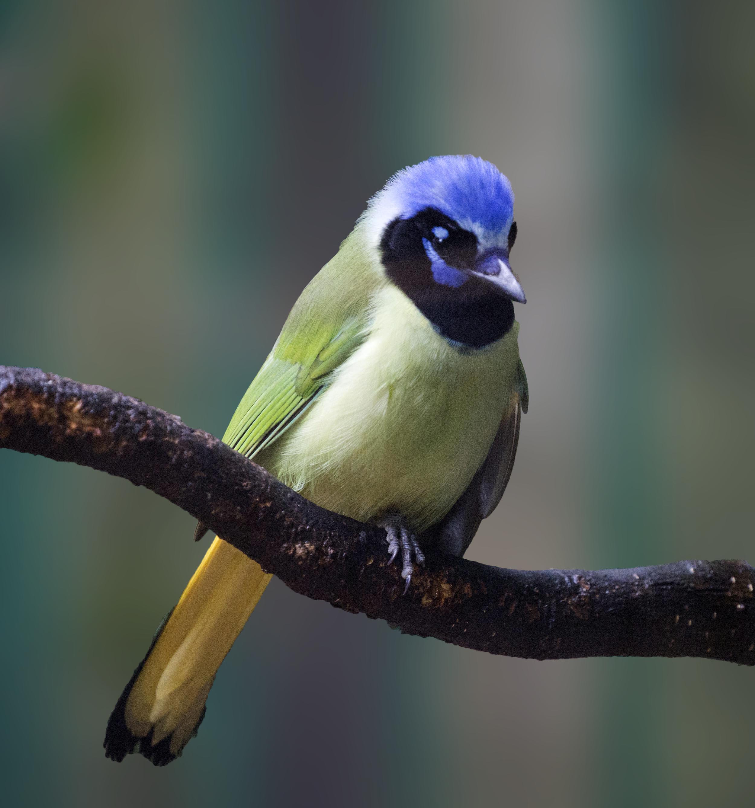 Pictures and information on Green Jay