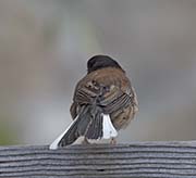 Picture/image of Dark-eyed Junco