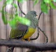 Picture/image of Bruce's Green-pigeon