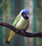 Picture/image of Green Jay