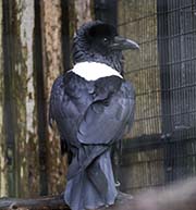 Picture/image of Pied Crow
