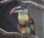Picture/image of Curl-crested Aracari