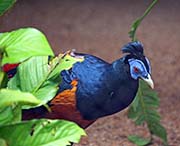 Picture/image of Bomean Crested Fireback