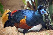 Bomean Crested Fireback