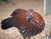 Picture/image of Bomean Crested Fireback