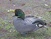 Picture/image of Falcated Duck