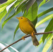 Picture/image of Golden White-eye