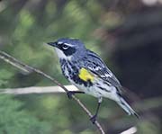 Picture/image of Yellow-rumped Myrtle Warbler