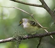 Picture/image of White-eyed Vireo