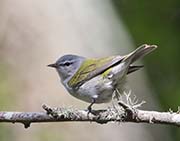 Tennessee Warbler