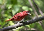 Picture/image of Summer Tanager