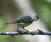 Picture/image of White-eyed Vireo