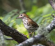 Picture/image of Wood Thrush
