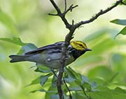 Picture/image of Black-throated Green Warbler