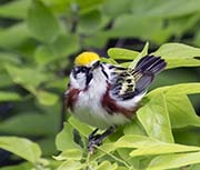 Picture/image of Chestnut-sided Warbler