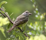 Picture/image of Acadian Flycatcher