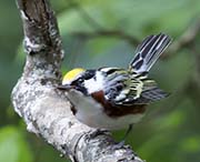 Picture/image of Chestnut-sided Warbler