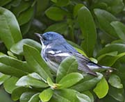 Picture/image of Cerulean Warbler