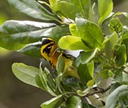 Picture/image of Blackburnian Warbler