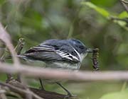 Picture/image of Cerulean Warbler
