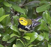 Picture/image of Black-throated Green Warbler