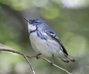 Picture/image of Cerulean Warbler