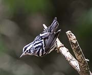 Black-and-white Warbler