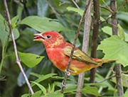Picture/image of Summer Tanager