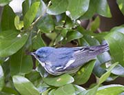 Picture/image of Cerulean Warbler