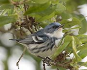 Picture/image of Cerulean Warbler