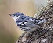 Cerulean Warbler