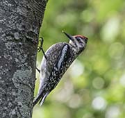 Picture/image of Yellow-bellied Sapsucker