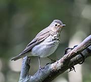 Picture/image of Swainson's Thrush