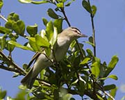 Picture/image of Red-eyed Vireo
