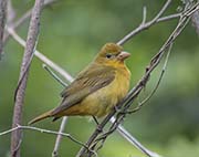Picture/image of Summer Tanager