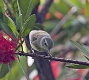 Picture/image of Philadelphia Vireo