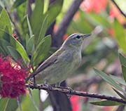 Picture/image of Philadelphia Vireo