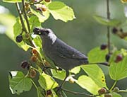 Picture/image of Gray Catbird