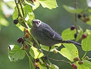 Picture/image of Gray Catbird